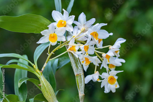 Dendrobium griffithianum x farmeri. Beautiful orchid hybrid.