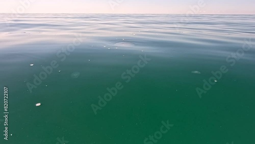 Big jellyfish in the Sea, Rhizostoma pulmo, Rhizostomatidae, floating in the water. Clear azure water surface with sun glare. Abstract nautical nature, slow motion photo