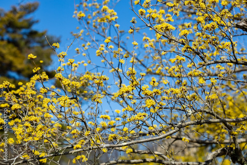 Yellow cornelian flowers that bloom in early spring. photo
