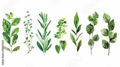 Different herbs leaves on white background Vector illustration photo