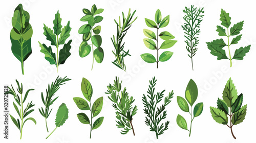 Different herbs leaves on white background Vector illustration