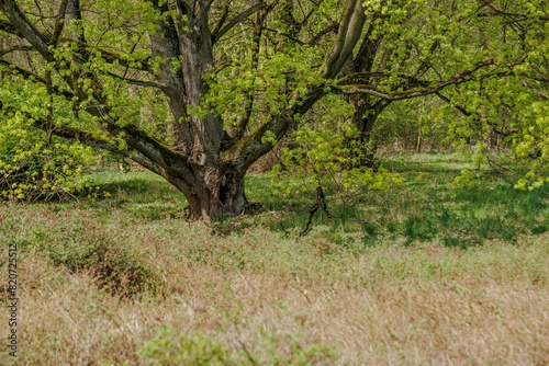 Stare drzewo w parku photo