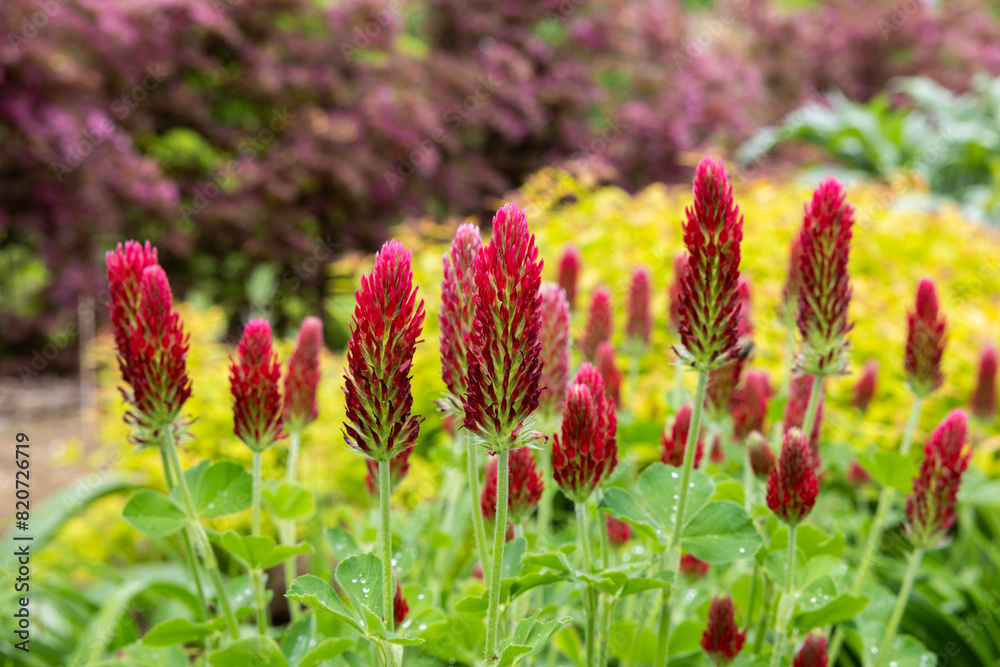 Crimson clover flowers blooming in the spring garden. Crimson clover flowers blooming in the spring garden.