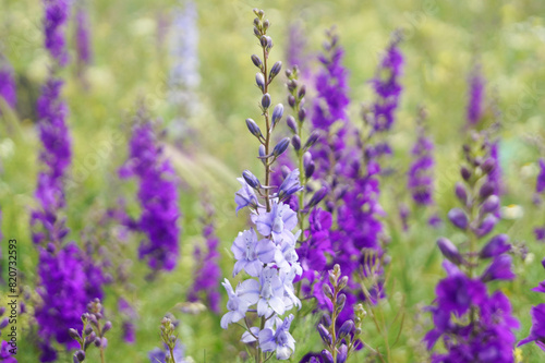 Field of flowers in bright shades called Delphinium. Floral pattern  object. Nature concept. Side view.  