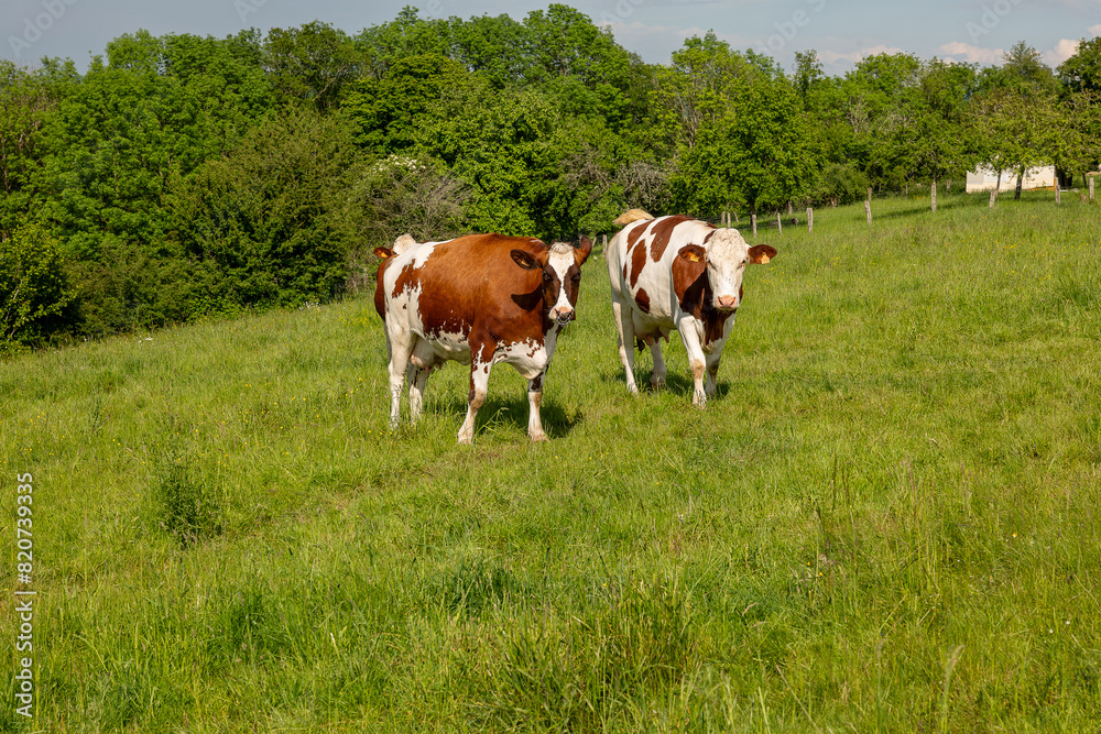 cows in the field