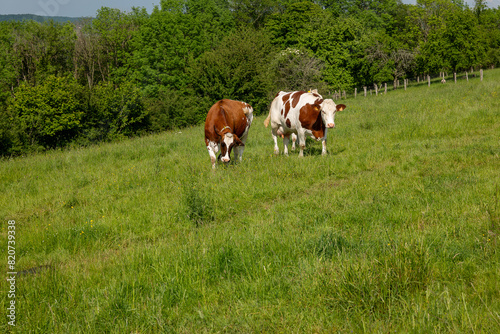 cow on the meadow