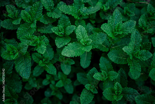 Mint leaves background. Fresh green spearmint leaves plantation. photo