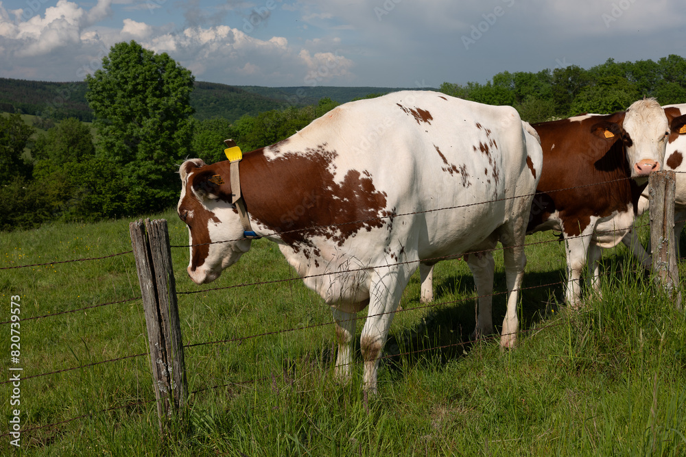 cows in the field cows in the field