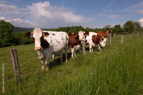 cows on a meadow © marguerite