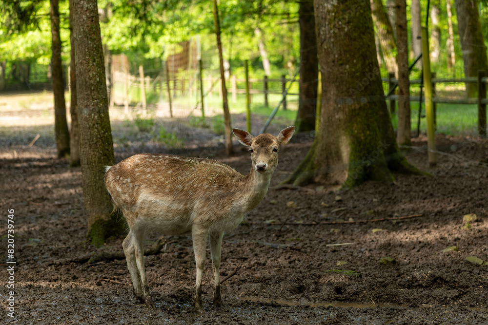 deer in the woods