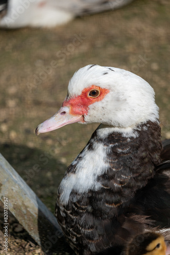 close up of a duck © marguerite
