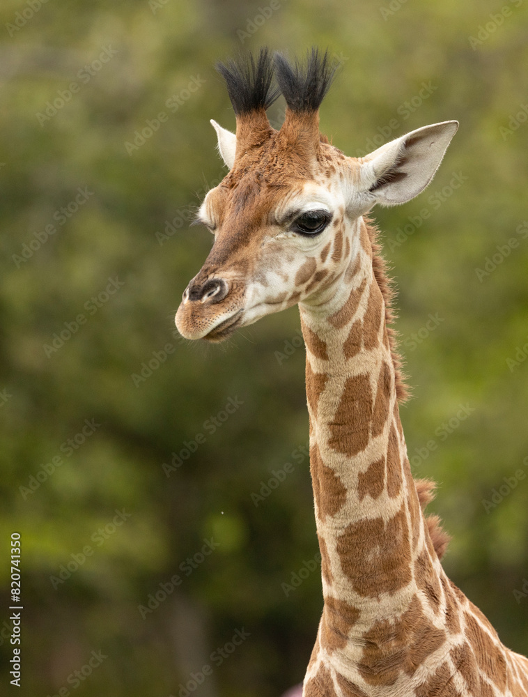 Naklejka premium young african giraffe, close to its mother detail of skin pattern, captive animals