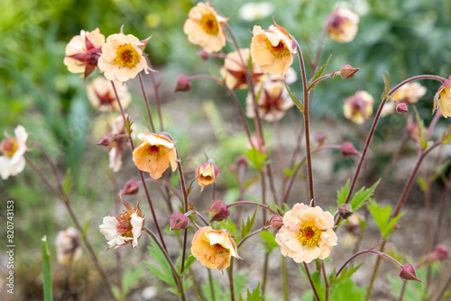 Geum Mai Tai flowers blooming neatly in the garden. photo