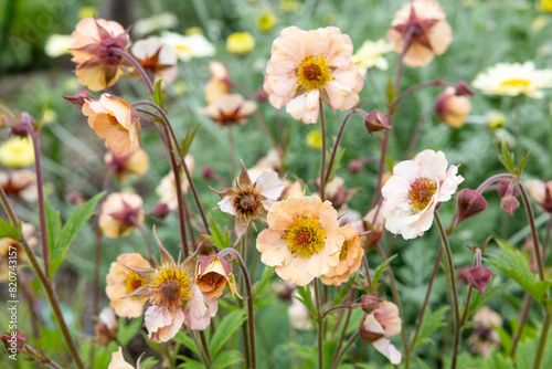 Geum Mai Tai flowers blooming neatly in the garden. photo