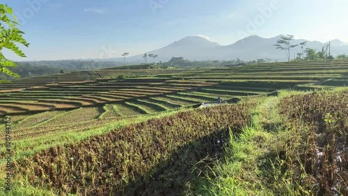 Best footage video of terrace ricefarm in Bali photo