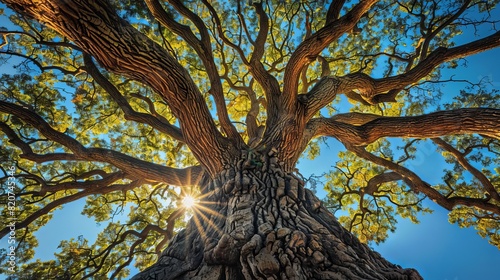 Majestic oak tree with sprawling branches, viewed from below, against a clear blue sky, capturing the tranquility of paradise photo