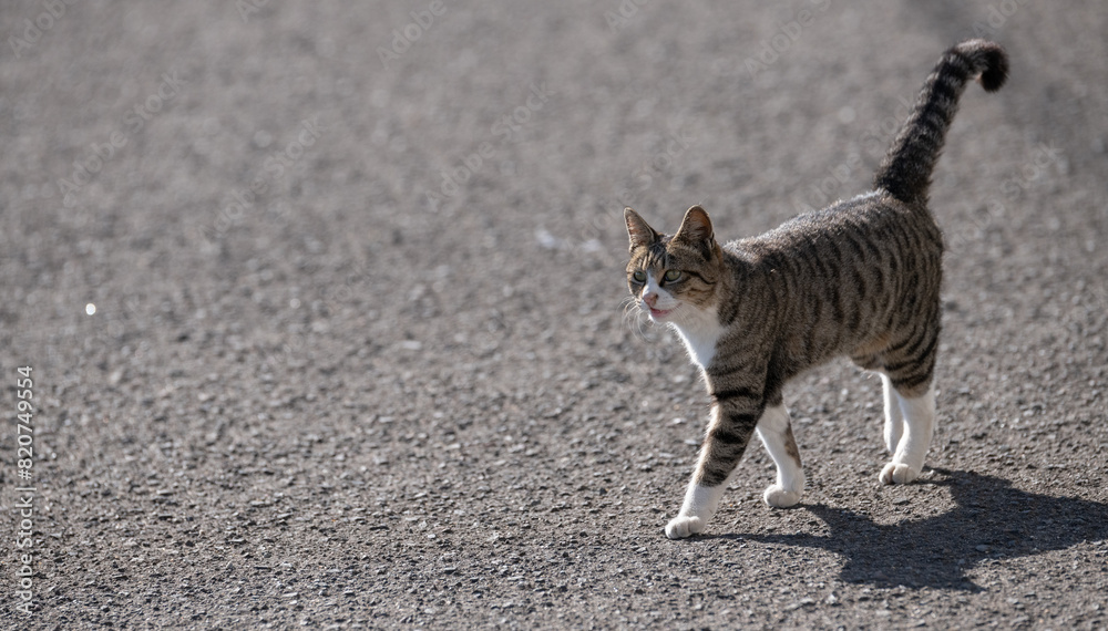 Naklejka premium 歩いてくる猫 キジトラ白