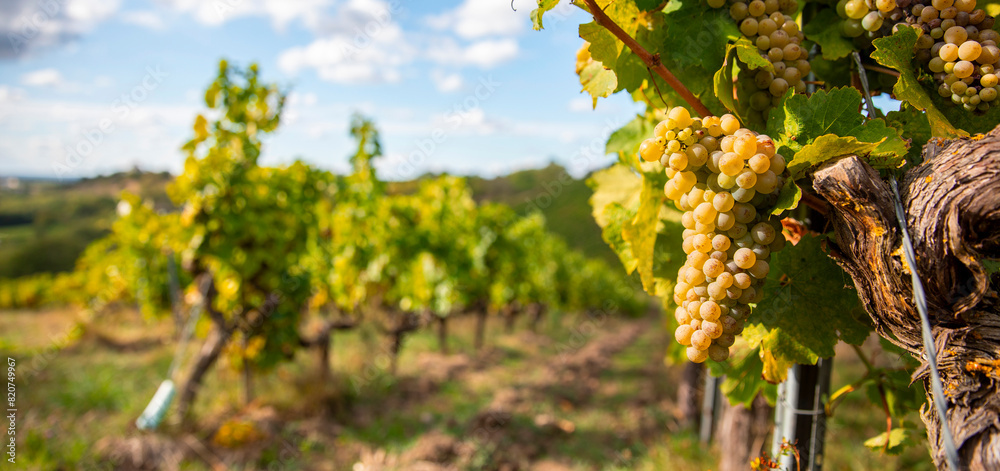 Vignoble en France et grappe de raisin blanc dans les vignes avant les vendanges d'automne.