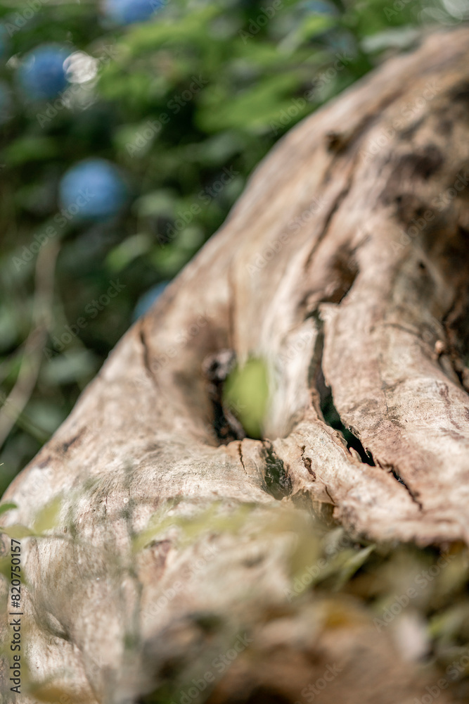 Obraz premium old tree trunk wood texture without bark 