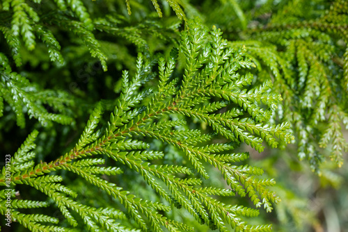 Close-up of beautiful hiba arborvitae leaves in forest park. photo