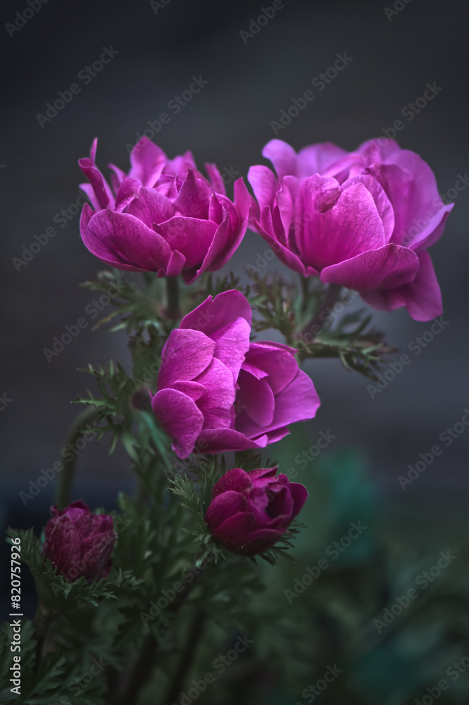 Obraz premium Pink Anemone Flowers