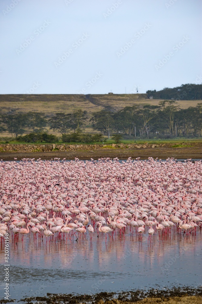 Fototapeta premium Flock of pink flamingos congregating near a tranquil body of water.