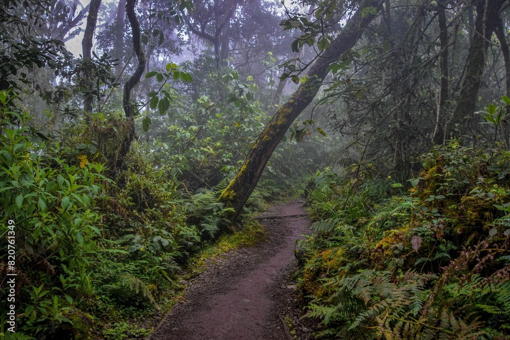 Scenic view of a winding dirt path through a lush green rain forest of Mount Kilimanjaro Scenic view of a winding dirt path through a lush green rain forest of Mount Kilimanjaro