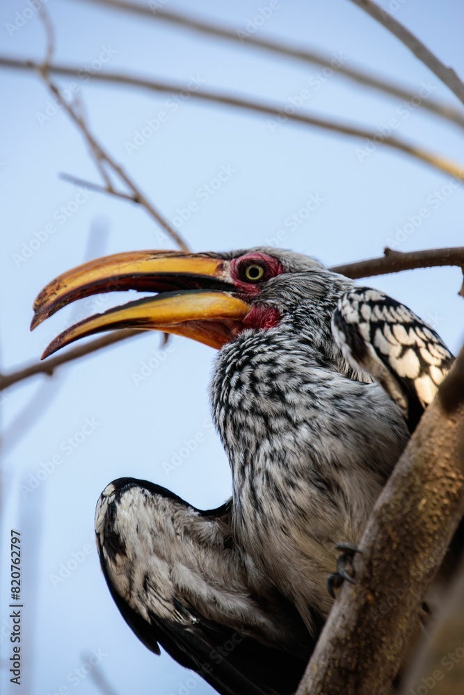 Fototapeta premium Image of a Southern yellow-billed hornbill bird perched on a branch