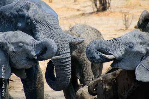 Photography herd of elephants drinking from watering hole at watering hole near tree