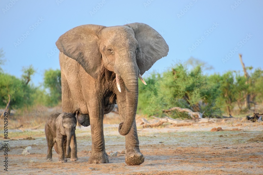 Fototapeta premium African elephant and its calf traverse the warm, golden sands of the savannah