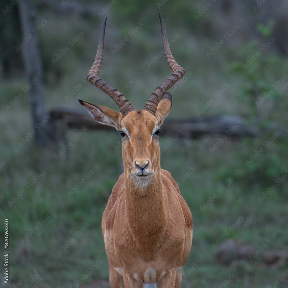 Beautiful antelope against a backdrop of a wide expanse of open grassland. Beautiful antelope against a backdrop of a wide expanse of open grassland.