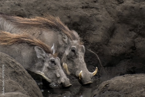 Scenic view of common warthogs standing in a picturesque muddy hole