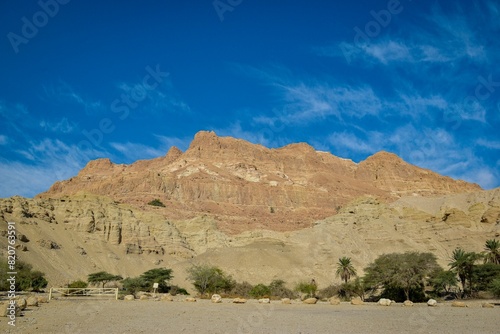 there are palm trees standing in the foreground with a desert landscape in the background photo