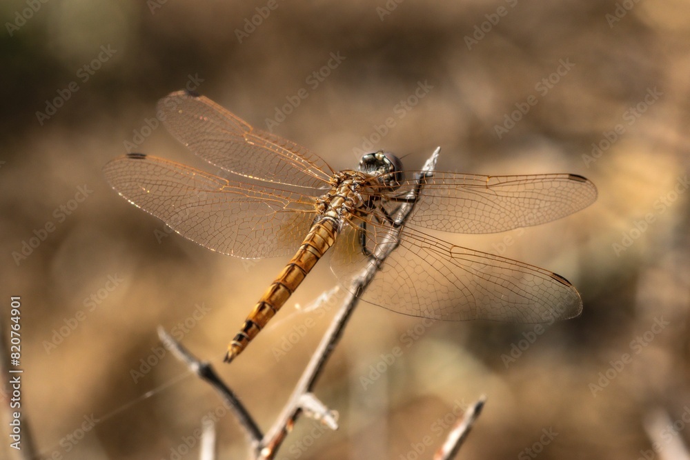 a dragonfly sitting on top of a thin stick outside a dragonfly sitting on top of a thin stick outside