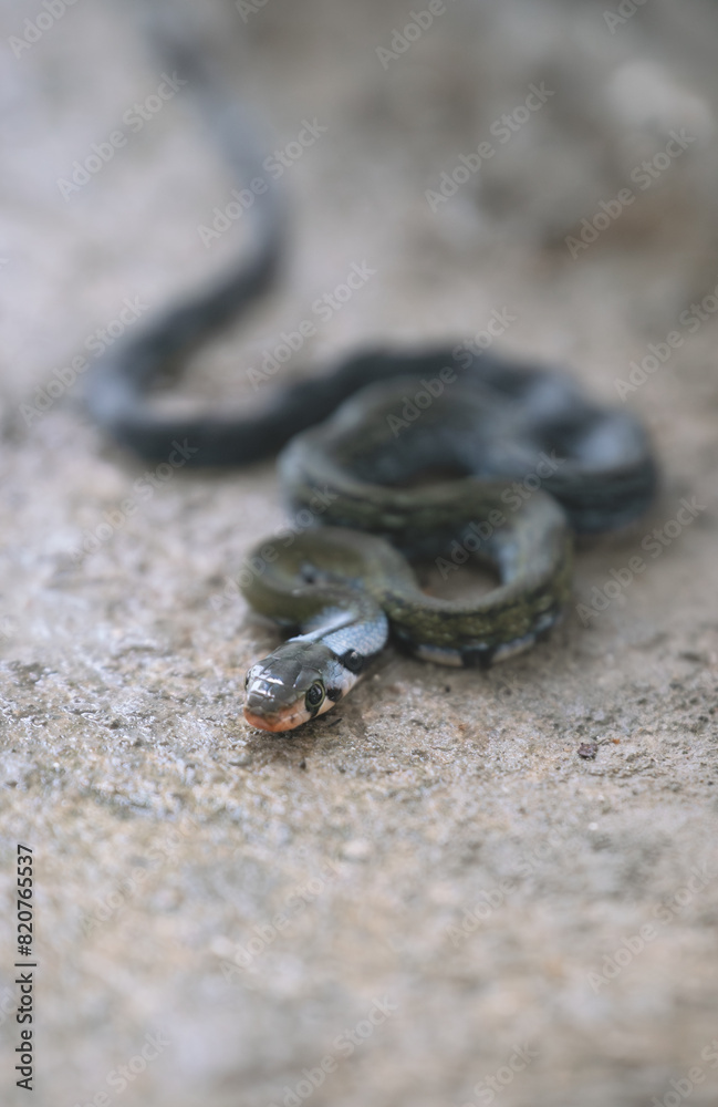 Young black copper rat snake with focus on head, Sukau, Sabah, Borneo, Malaysia Young black copper rat snake with focus on head, Sukau, Sabah, Borneo, Malaysia