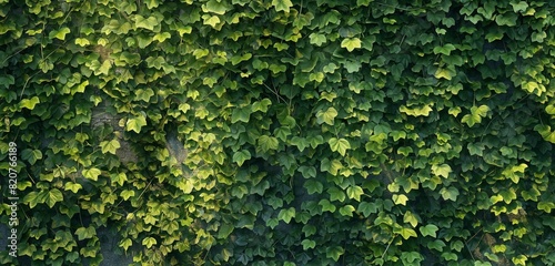 A garden wall completely covered in ivy, with shades of green creating a natural tapestry. 32k, full ultra hd, high resolution