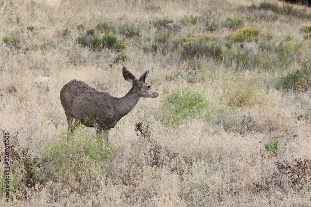 Majestic doe stands in a deserted valley on the side of a rolling hill Majestic doe stands in a deserted valley on the side of a rolling hill