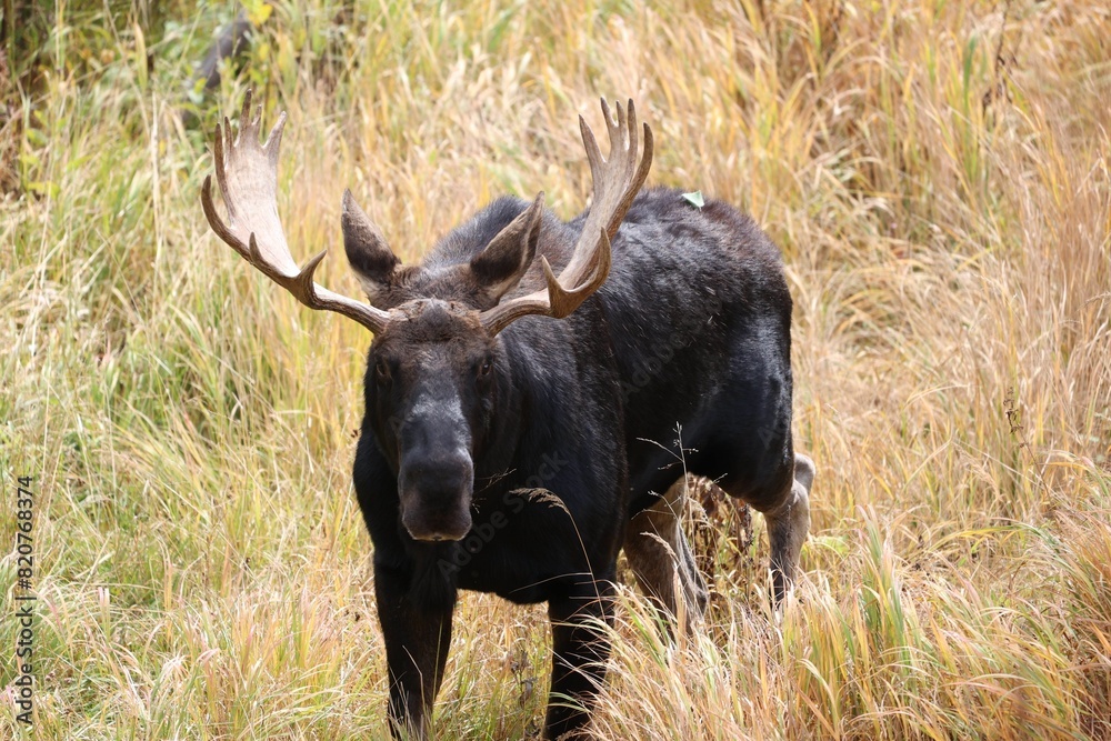 Majestic moose stands in a dry grassy field Majestic moose stands in a dry grassy field