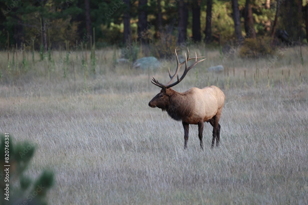 Majestic male elk is walking through a lush grassy valley surrounded by a vibrant green forest Majestic male elk is walking through a lush grassy valley surrounded by a vibrant green forest