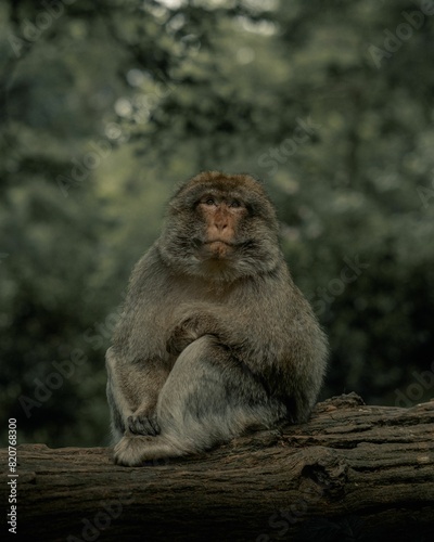 Closeup of a brown monkey in a field on a gloomy day with a blurry background