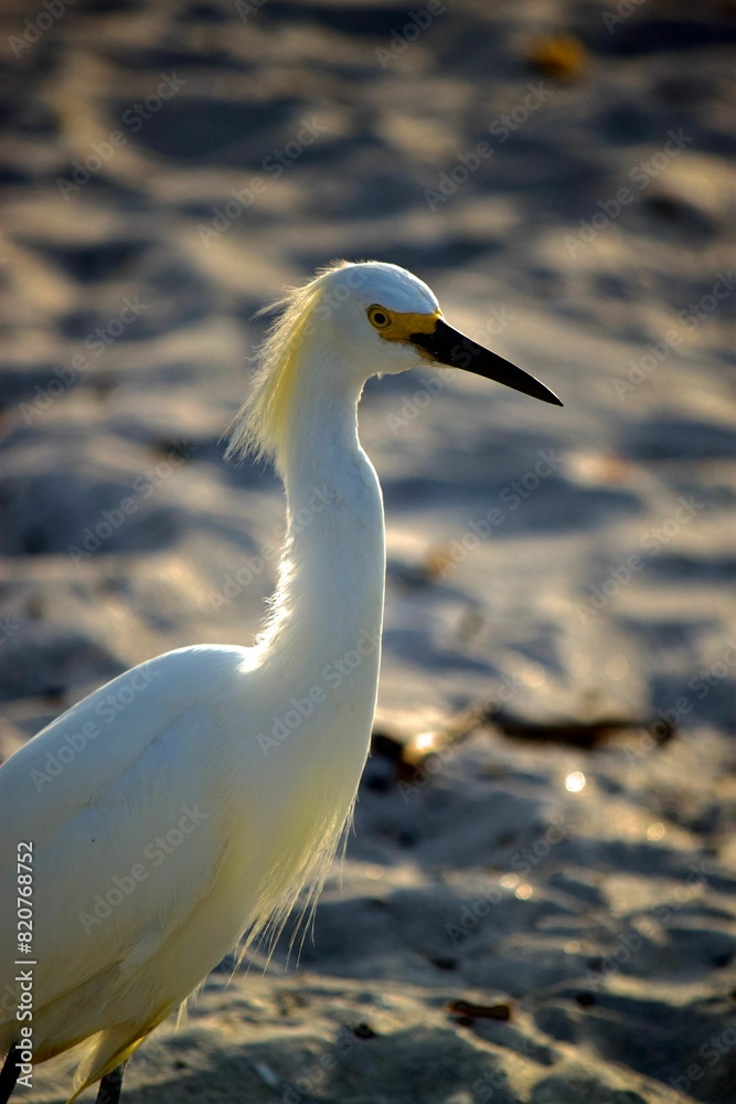 Snowy egret perched on a sandy beach Snowy egret perched on a sandy beach