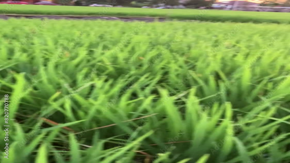 vertical video of green young riceplant at ricefarm vertical video of green young riceplant at ricefarm