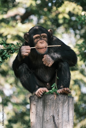 Chimpanzee perched on a tree log, snacking on foliage
