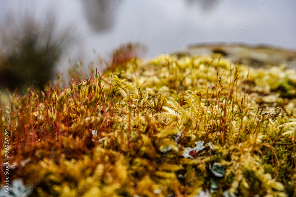 Moss in a forest in northern Germany Moss in a forest in northern Germany