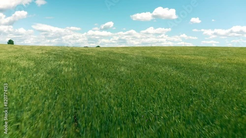 Aerial view with a drone flying over a green wheat field and the blue sky on a sunny and windy day.