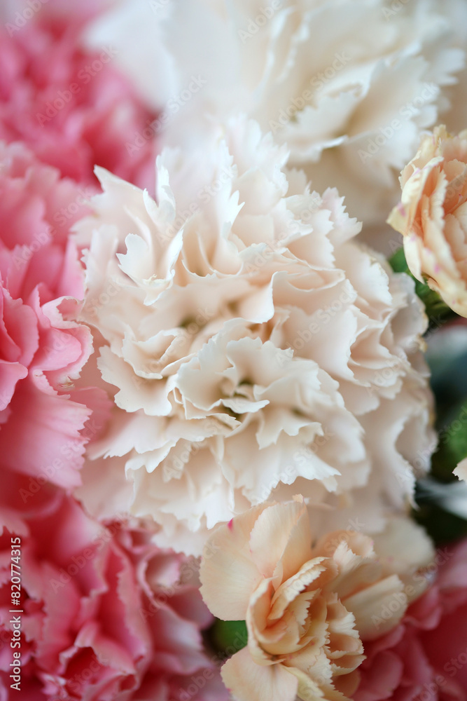 Pink and white carnation closeup Pink and white carnation closeup