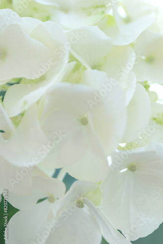 White hydrangea, flower close-up