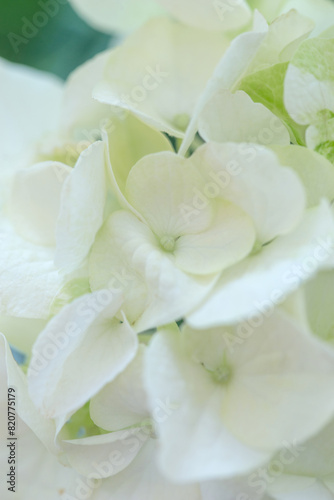 White hydrangea  flower close-up