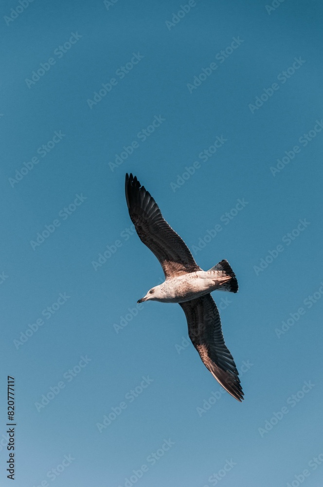 Fototapeta premium Majestic seagull glides through a clear, vibrant sky above a tranquil ocean shore