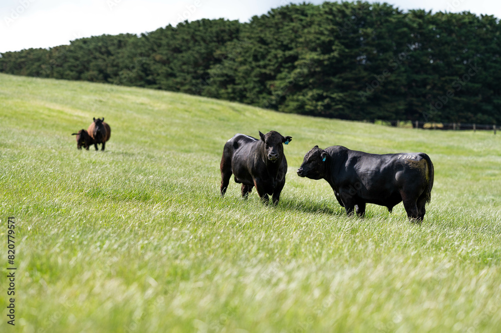 Herd of sustainable cows on a green hill on a farm in Australia. Beautiful cow in a field. Australian Farming landscape with Angus and Murray grey cattle